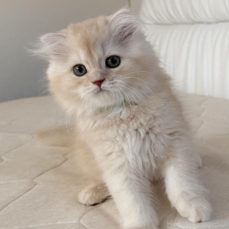 成約済の福岡県のスコティッシュフォールド(折れ耳)-131919の10枚目