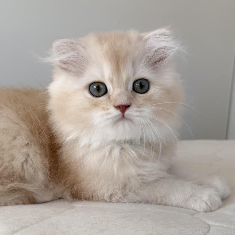 成約済の福岡県のスコティッシュフォールド(折れ耳)-131919の9枚目