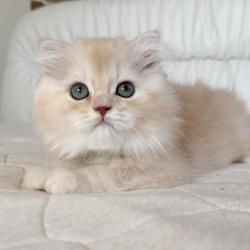 成約済の福岡県のスコティッシュフォールド(折れ耳)-131919の8枚目