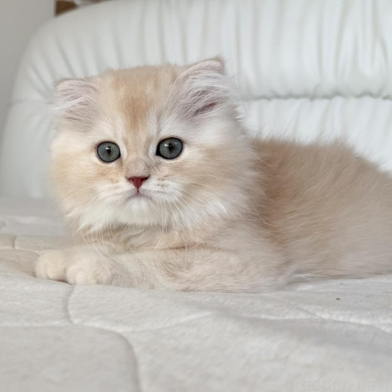 成約済の福岡県のスコティッシュフォールド(折れ耳)-131919の7枚目