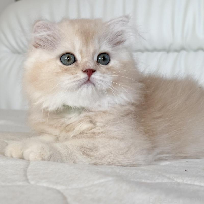 成約済の福岡県のスコティッシュフォールド(折れ耳)-131919の6枚目