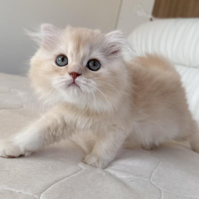 成約済の福岡県のスコティッシュフォールド(折れ耳)-131919の5枚目