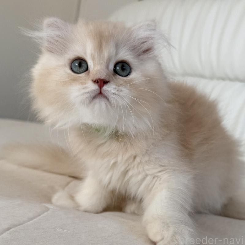 成約済の福岡県のスコティッシュフォールド(折れ耳)-131919の4枚目