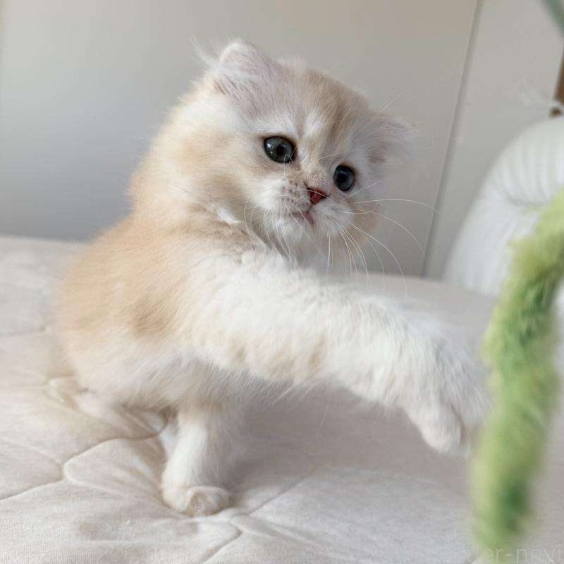 成約済の福岡県のスコティッシュフォールド(折れ耳)-131919の3枚目