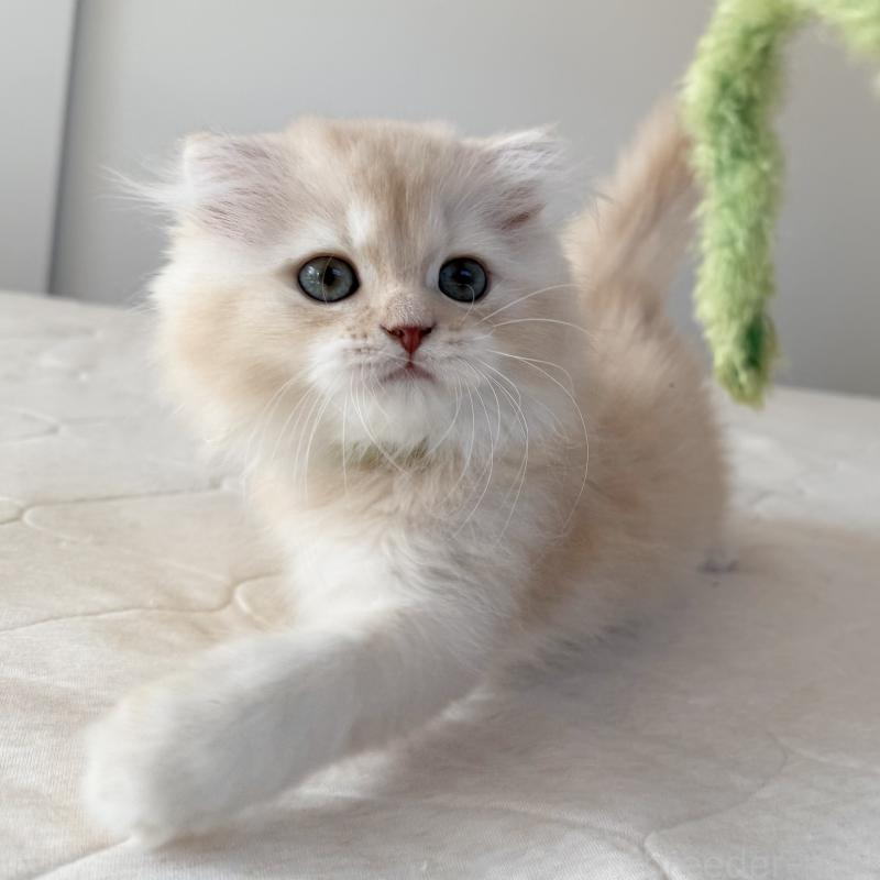 成約済の福岡県のスコティッシュフォールド(折れ耳)-131919の2枚目