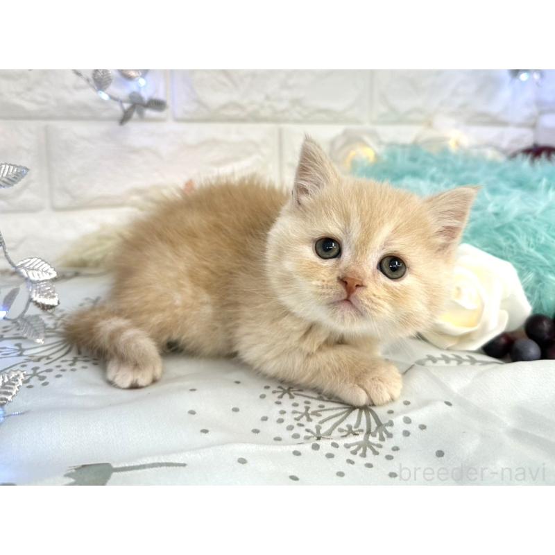 販売中の埼玉県のミヌエット-133763