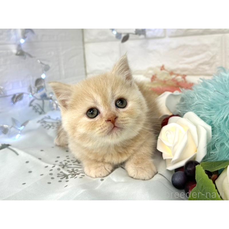 販売中の埼玉県のミヌエット-133763の6枚目