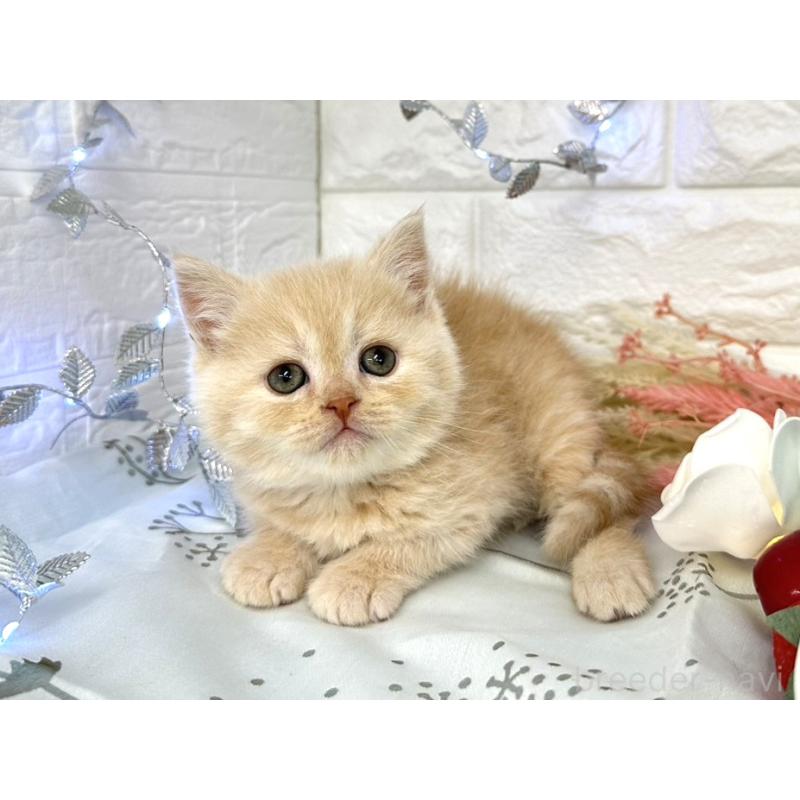 販売中の埼玉県のミヌエット-133763の5枚目