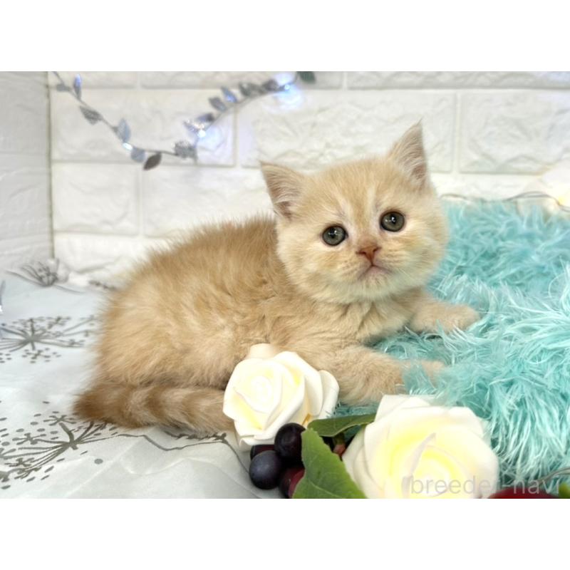 販売中の埼玉県のミヌエット-133763の4枚目