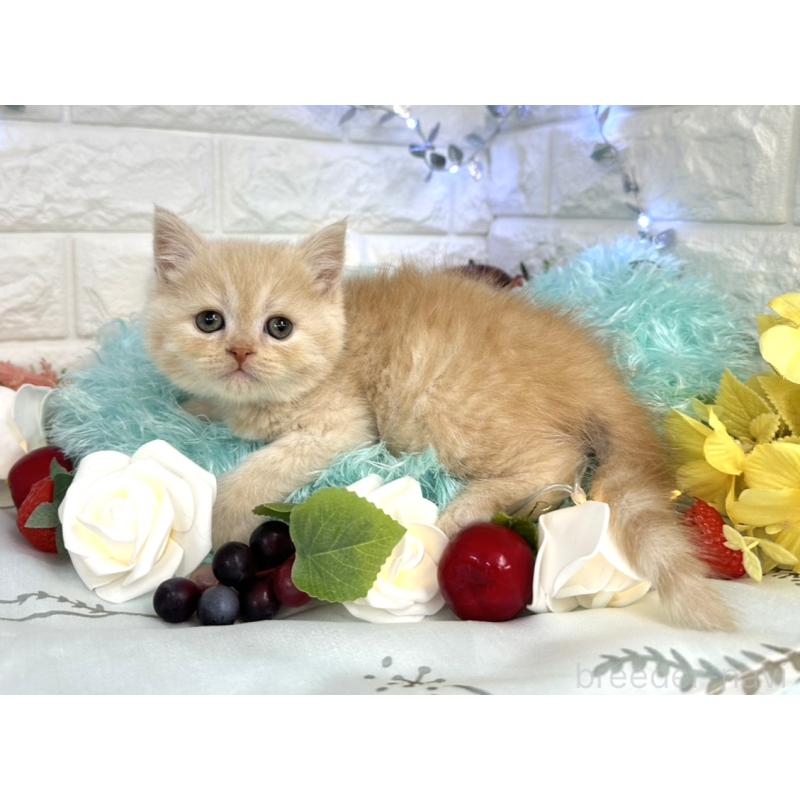 販売中の埼玉県のミヌエット-133763の3枚目