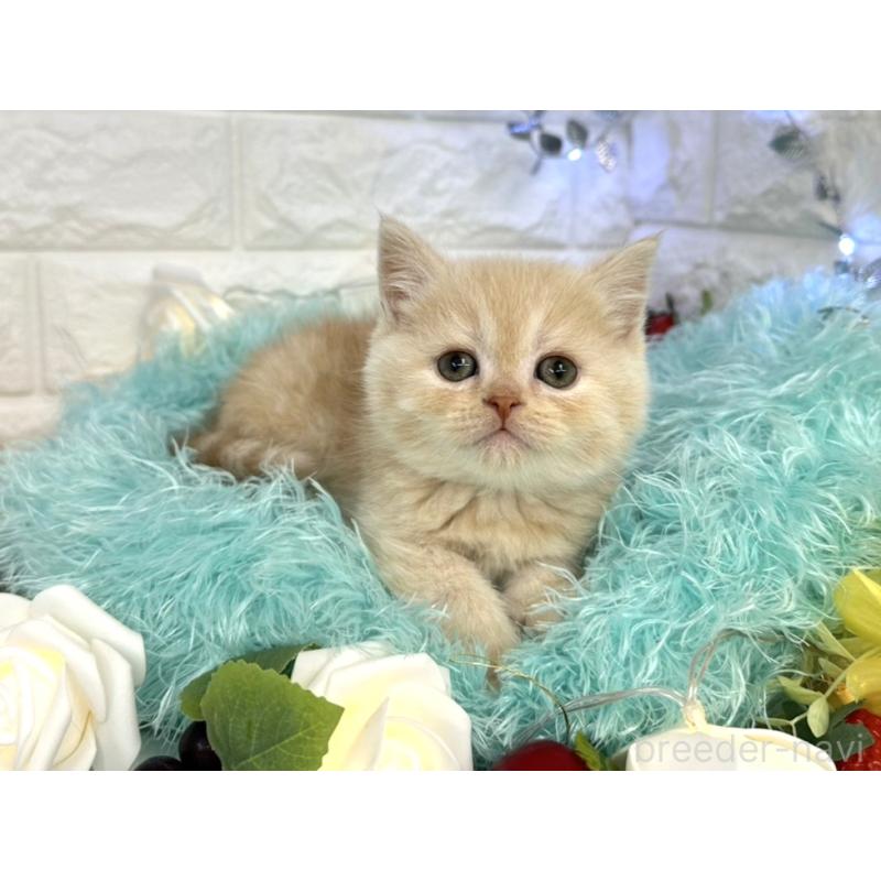 販売中の埼玉県のミヌエット-133763の2枚目