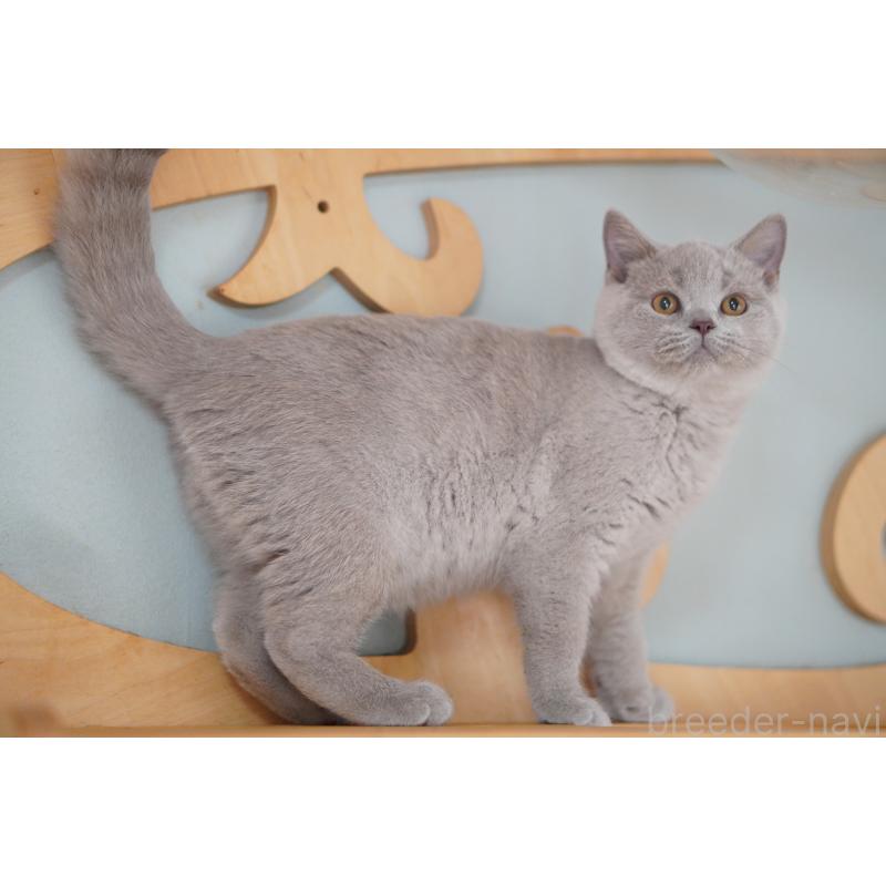 販売中の滋賀県のブリティッシュショートヘア-131323の7枚目