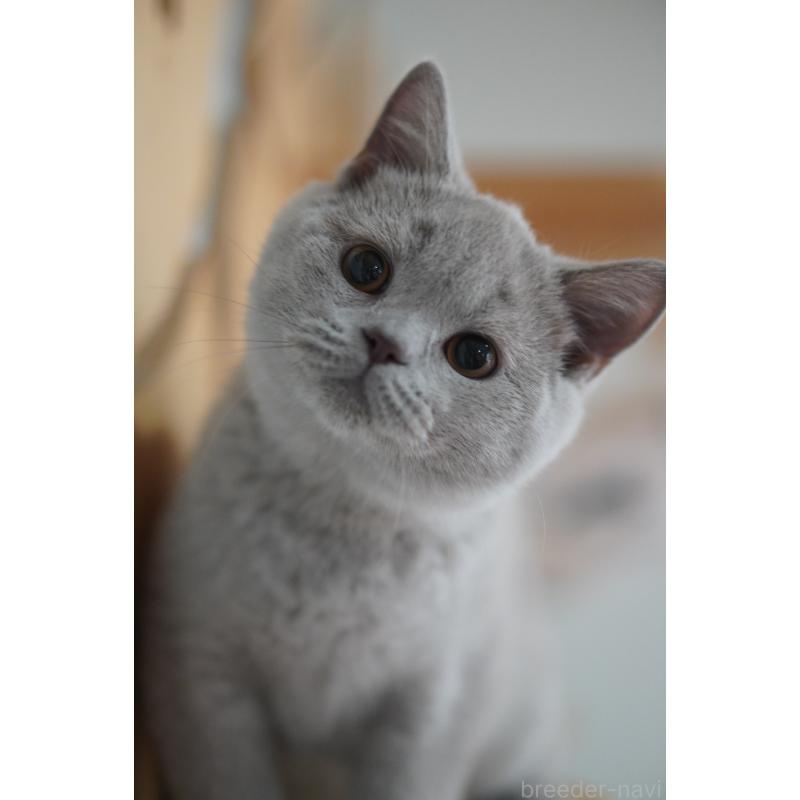 販売中の滋賀県のブリティッシュショートヘア-131323の6枚目