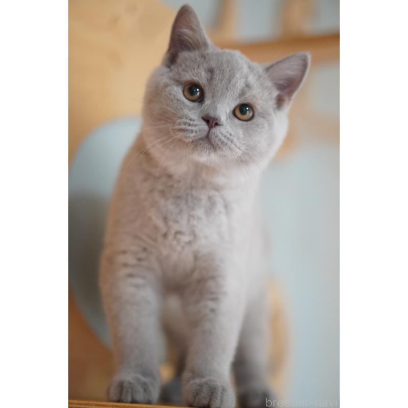 販売中の滋賀県のブリティッシュショートヘア-131323の5枚目