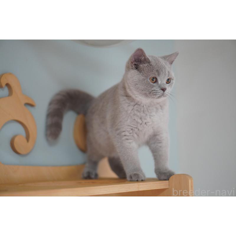 販売中の滋賀県のブリティッシュショートヘア-131323の4枚目