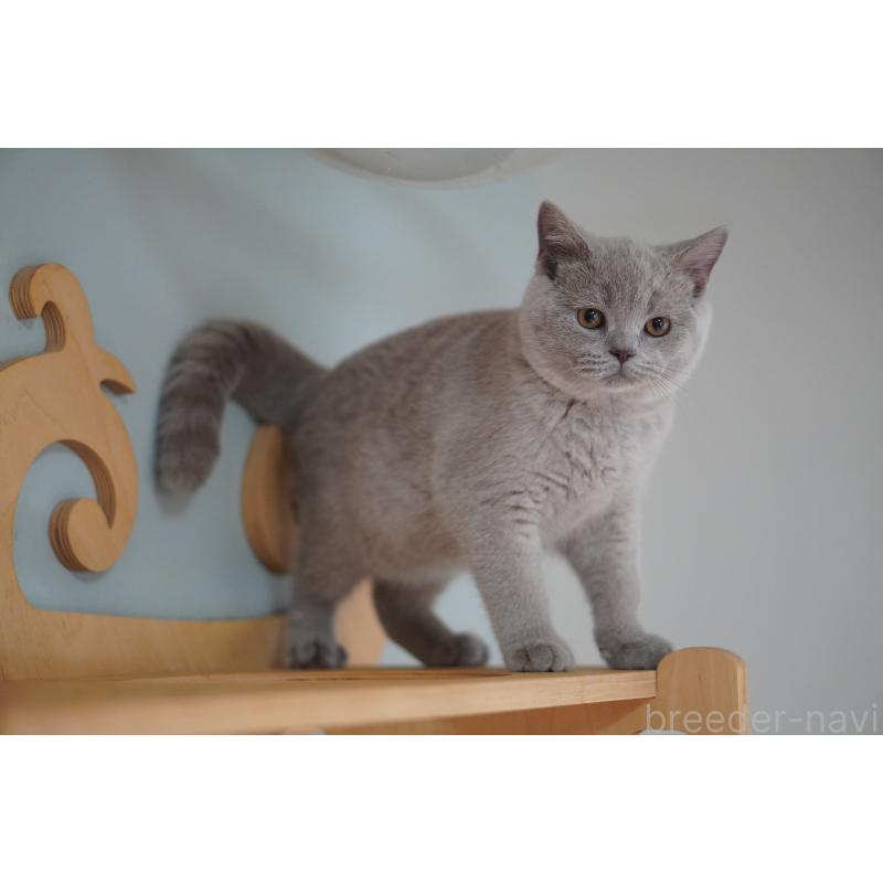 販売中の滋賀県のブリティッシュショートヘア-131323の3枚目