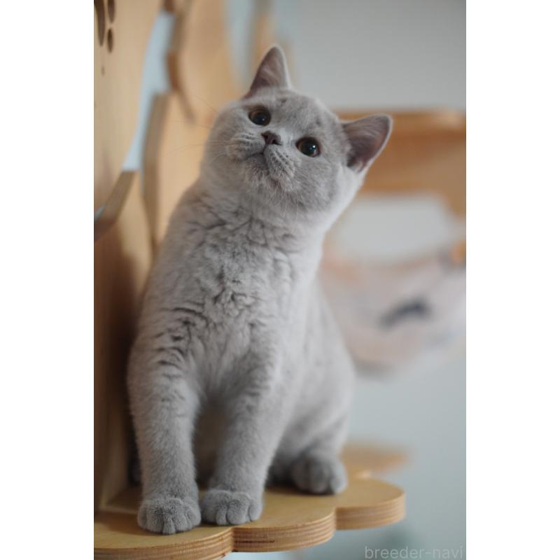 販売中の滋賀県のブリティッシュショートヘア-131323の2枚目