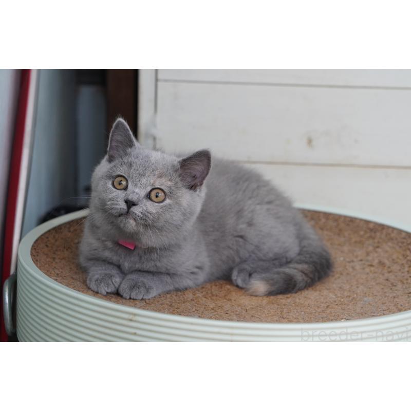 販売中の滋賀県のブリティッシュショートヘア-128146の2枚目