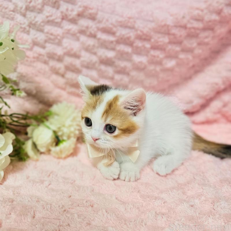 販売中の茨城県のミヌエット(短足)-133764の24枚目