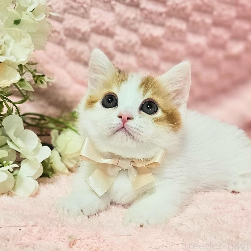 販売中の茨城県のミヌエット(短足)-133764