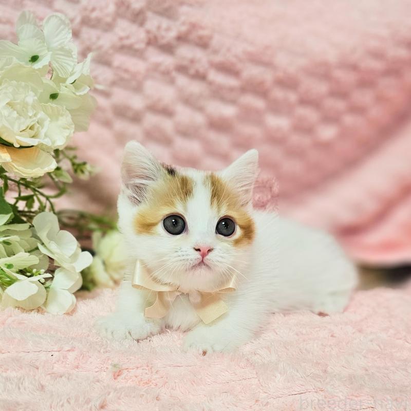 販売中の茨城県のミヌエット(短足)-133764の23枚目