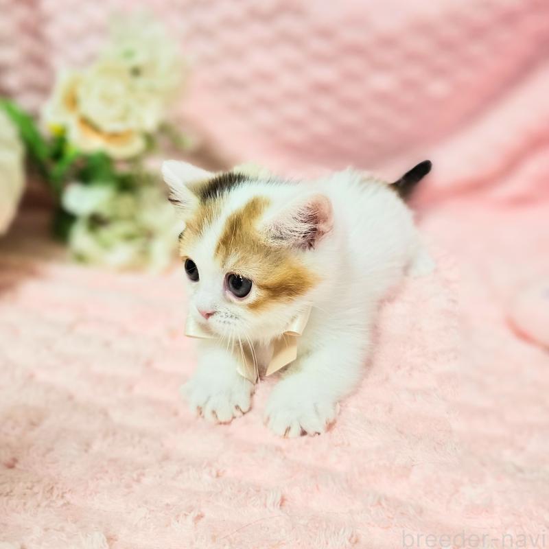 販売中の茨城県のミヌエット(短足)-133764の22枚目