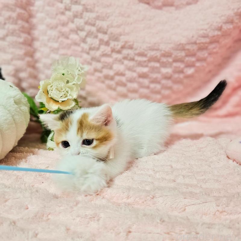 販売中の茨城県のミヌエット(短足)-133764の21枚目