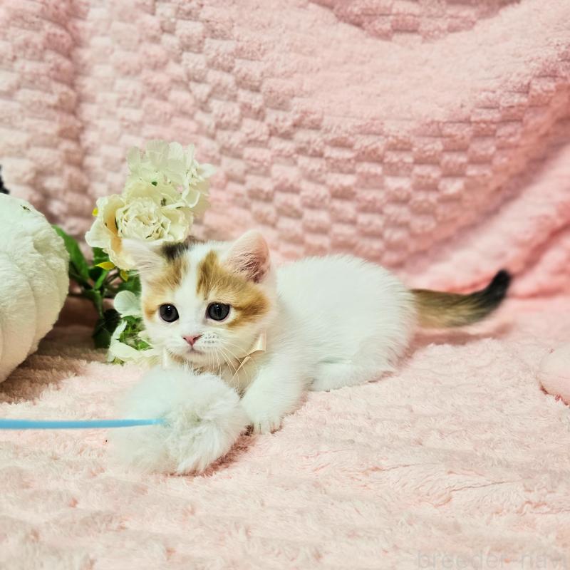 販売中の茨城県のミヌエット(短足)-133764の20枚目