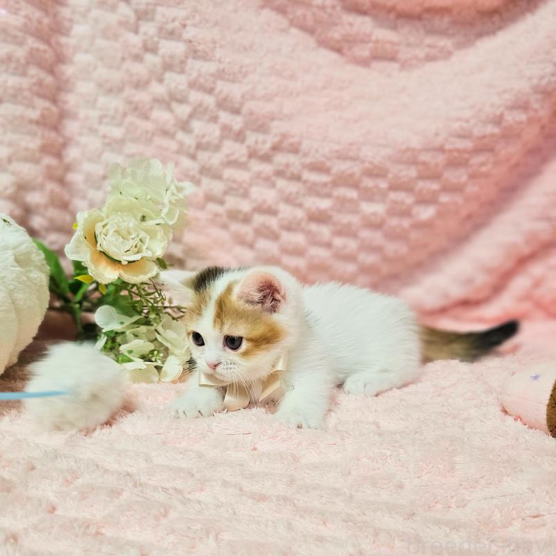 販売中の茨城県のミヌエット(短足)-133764の19枚目