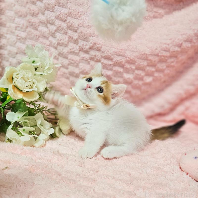 販売中の茨城県のミヌエット(短足)-133764の18枚目