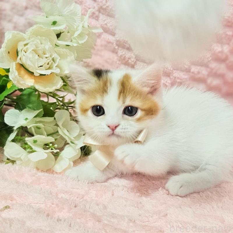 販売中の茨城県のミヌエット(短足)-133764の17枚目