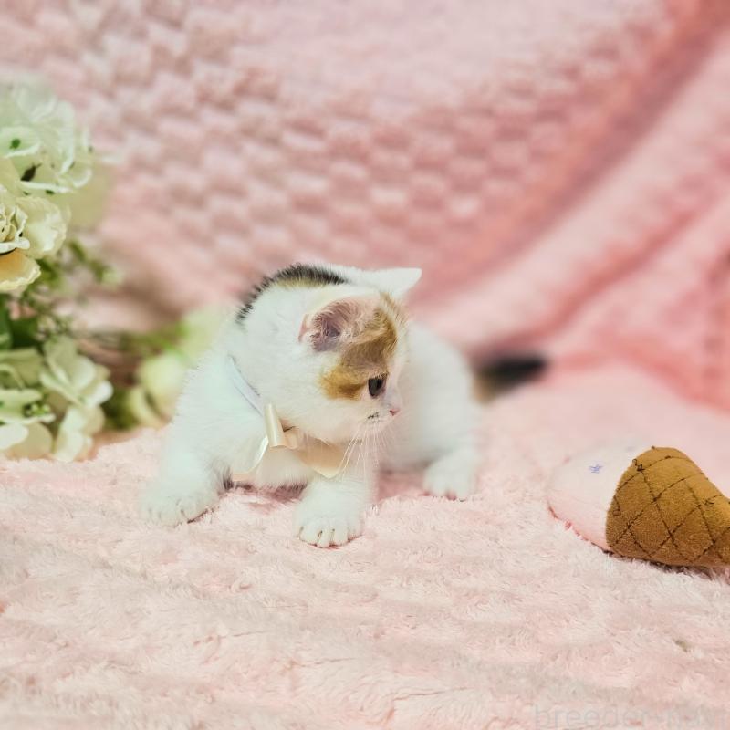 販売中の茨城県のミヌエット(短足)-133764の16枚目