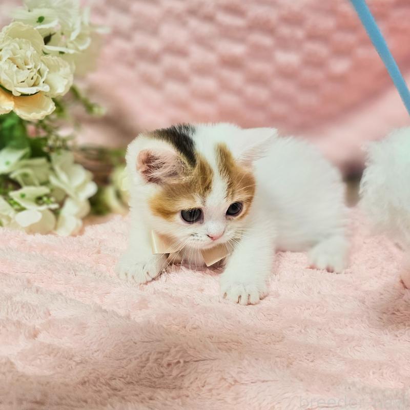 販売中の茨城県のミヌエット(短足)-133764の15枚目