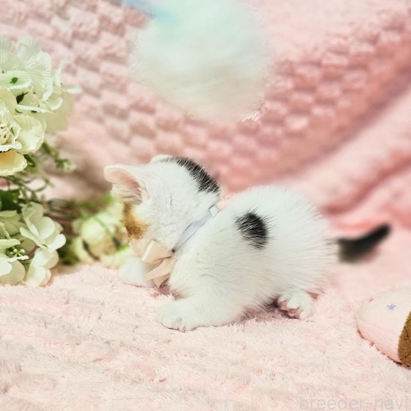 販売中の茨城県のミヌエット(短足)-133764の14枚目