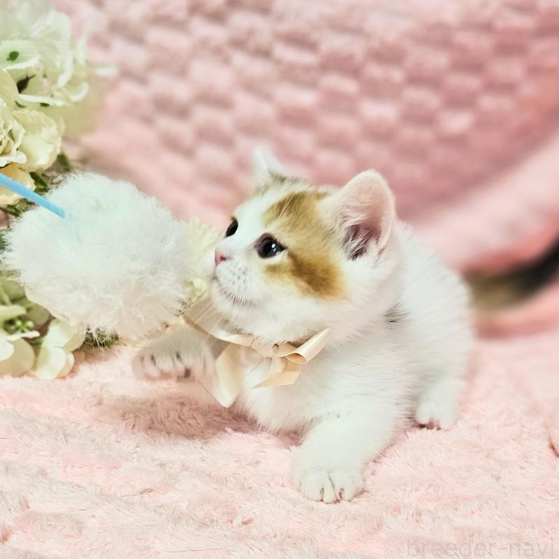 販売中の茨城県のミヌエット(短足)-133764の13枚目