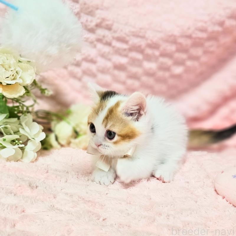 販売中の茨城県のミヌエット(短足)-133764の12枚目