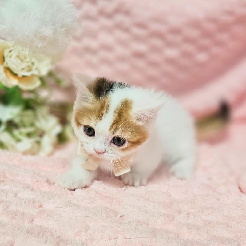 販売中の茨城県のミヌエット(短足)-133764の11枚目