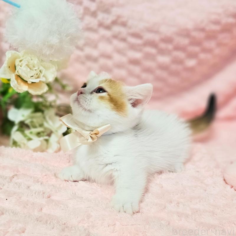 販売中の茨城県のミヌエット(短足)-133764の10枚目