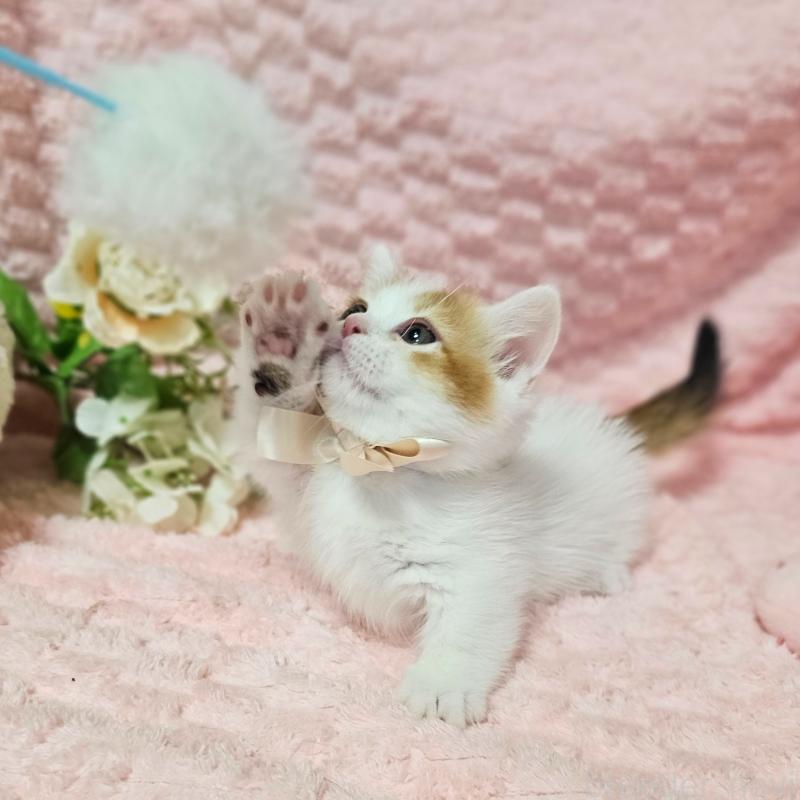 販売中の茨城県のミヌエット(短足)-133764の9枚目