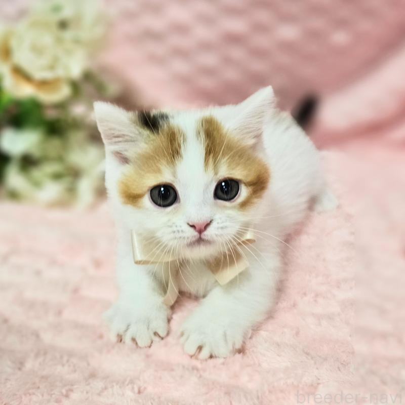 販売中の茨城県のミヌエット(短足)-133764の8枚目