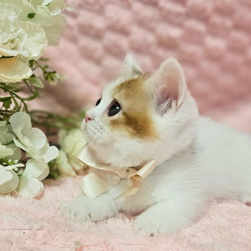 販売中の茨城県のミヌエット(短足)-133764の7枚目