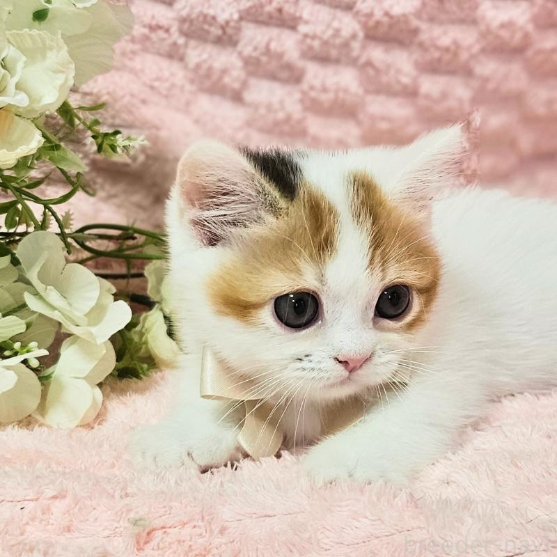 販売中の茨城県のミヌエット(短足)-133764の6枚目