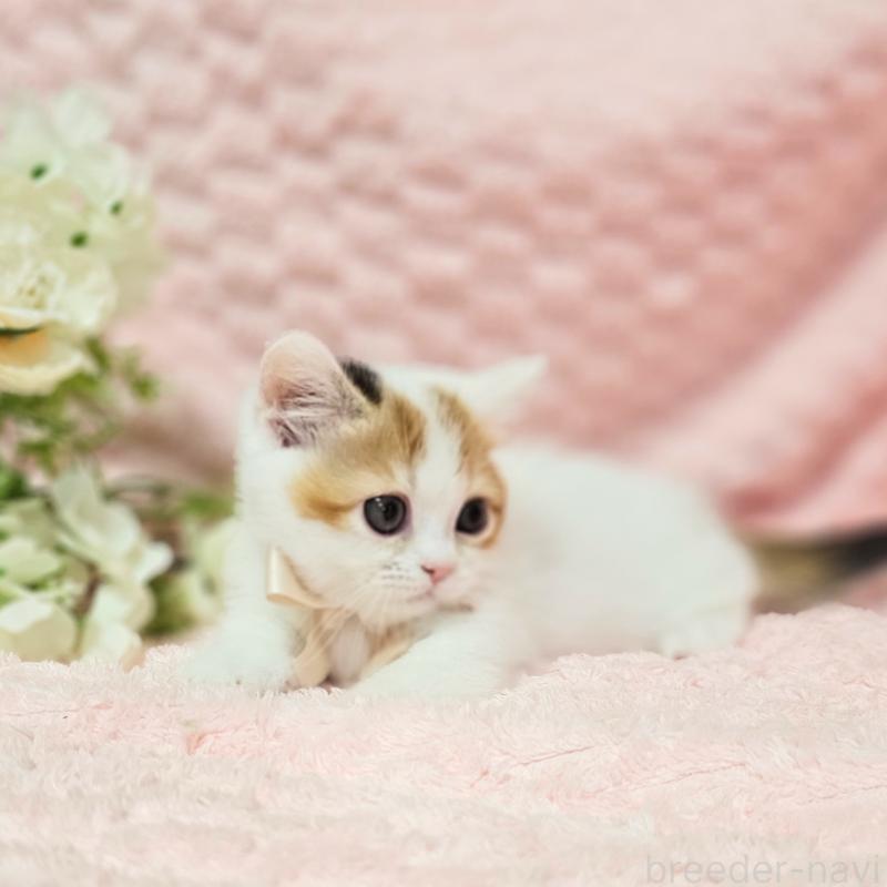 販売中の茨城県のミヌエット(短足)-133764の5枚目