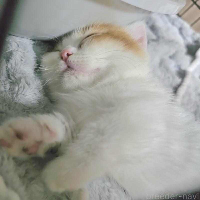 販売中の茨城県のミヌエット(短足)-133764の4枚目