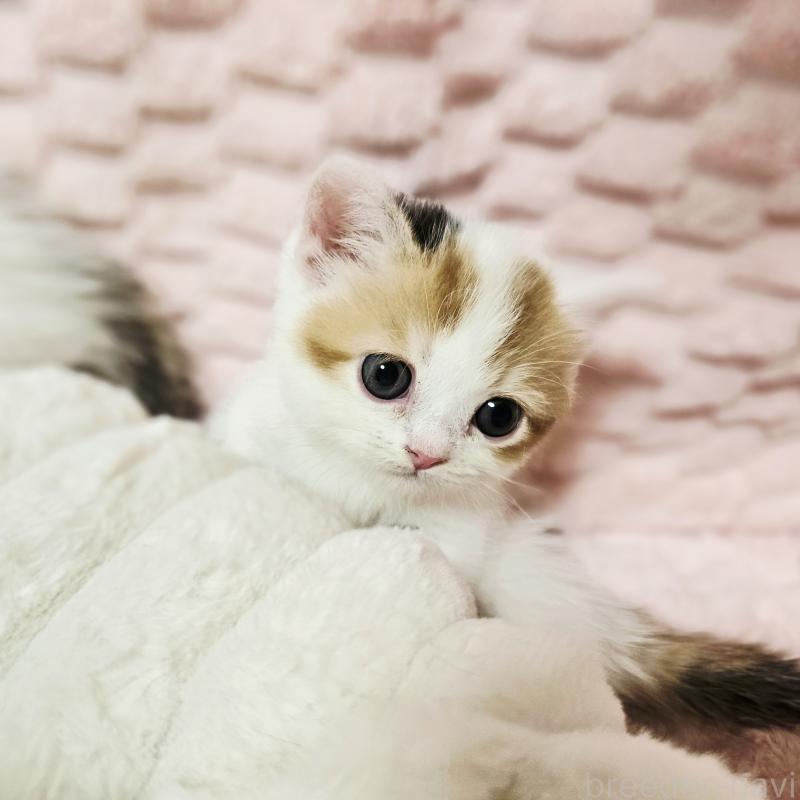 販売中の茨城県のミヌエット(短足)-133764の3枚目