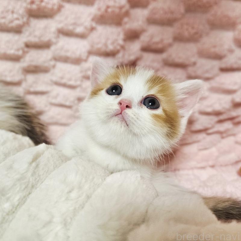 販売中の茨城県のミヌエット(短足)-133764の2枚目