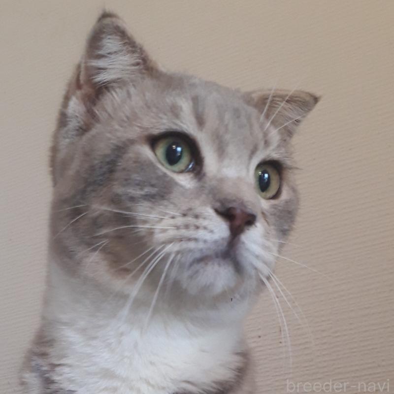 販売中の静岡県のスコティッシュフォールド(折れ耳)-133623の4枚目