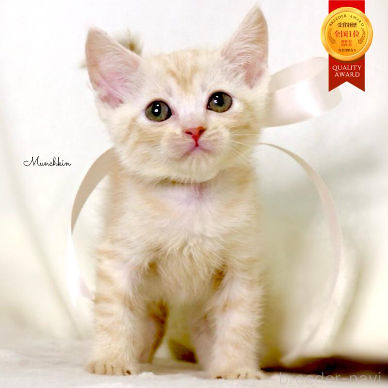 販売中の栃木県のマンチカン-132974