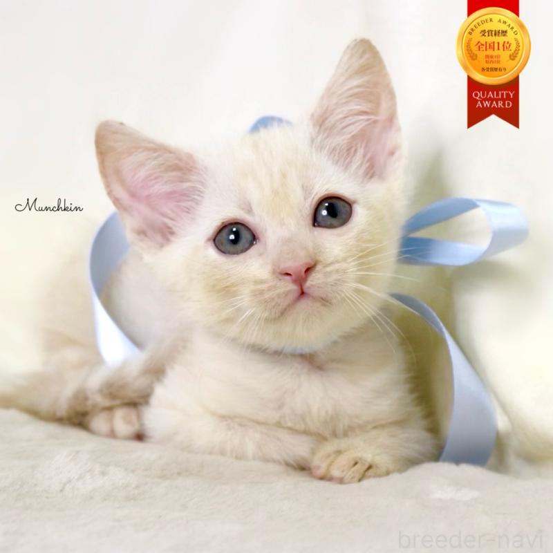 販売中の栃木県のマンチカン-132975