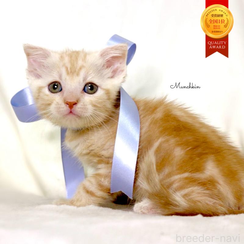 販売中の栃木県のマンチカン-133765の1枚目